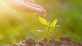 Hand nurturing and watering young plant on sunshine nature background, Vintage color tone, New Life concept