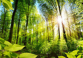 Sonnenbeschienene Laubbäume im Wald.