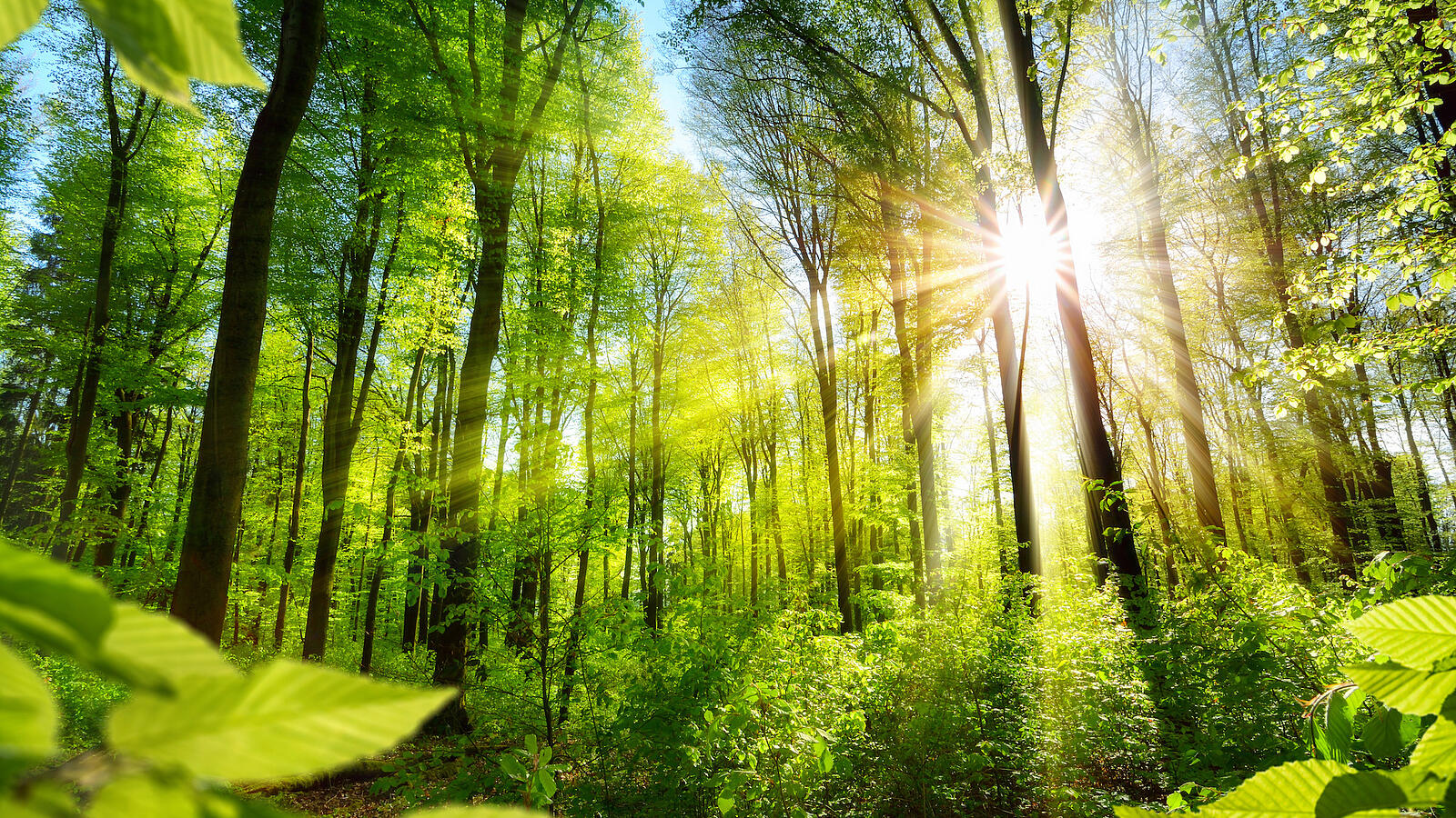Sonnenbeschienene Laubbäume im Wald.