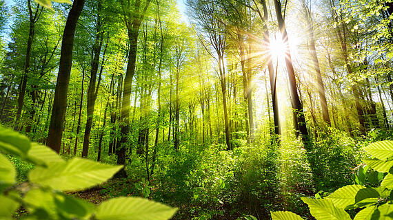 Sonnenbeschienene Laubbäume im Wald.