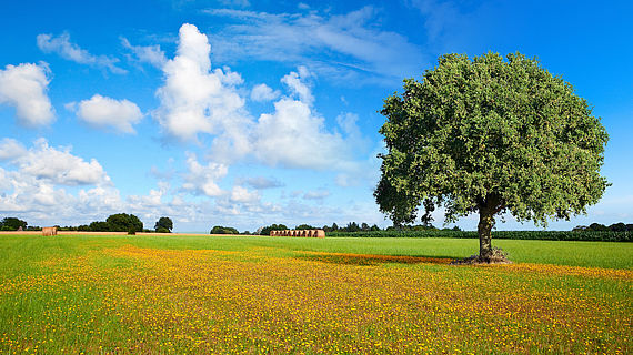 Le printemps dans les champs