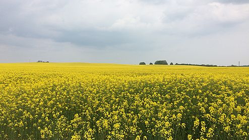 Die Kommunalrichtlinie soll den Klimaschutz stärken.