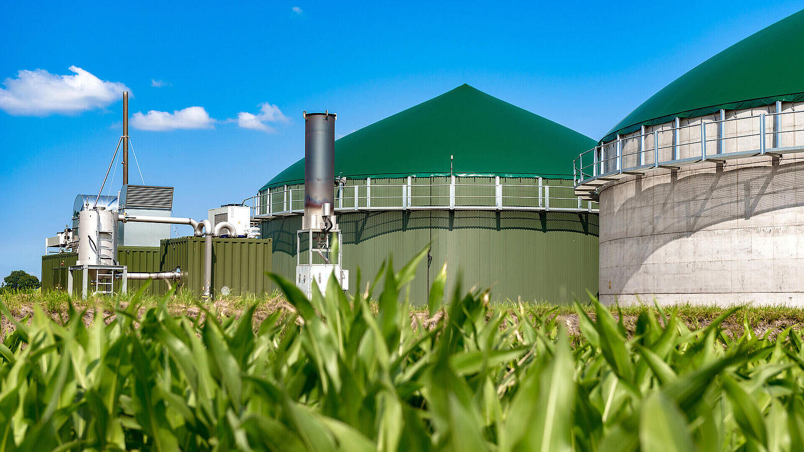 Eine Biogasanlage mit grünen, kuppelförmigen Fermentern hinter einem Feld mit hohen grünen Pflanzen unter blauem Himmel.