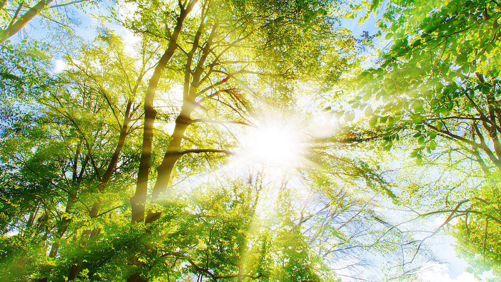 Froschperspektive auf Baumkronen, durch die die Sonne scheint