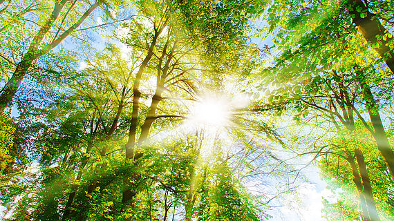 Sonnenwald